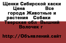 Щенки Сибирской хаски › Цена ­ 18 000 - Все города Животные и растения » Собаки   . Тверская обл.,Вышний Волочек г.